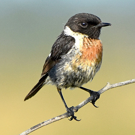 Stonechat, male