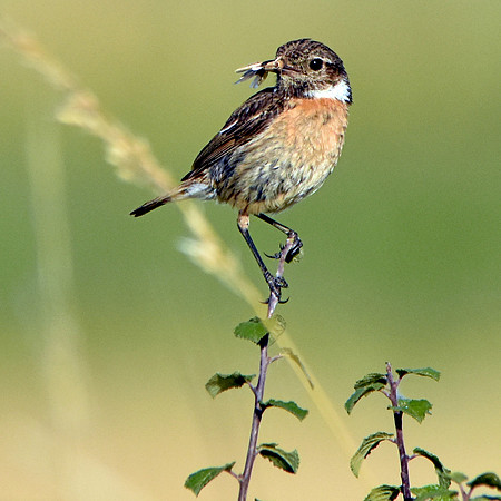 Stonechat, juvenile