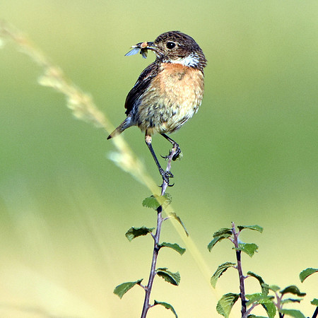Stonechat, juvenile