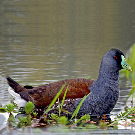 Spot flanked gallinule