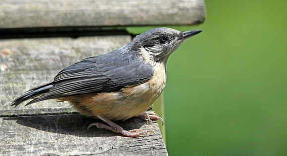 Nuthatch juvenile