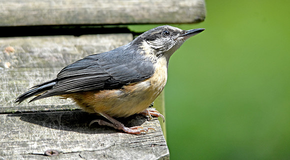 Nuthatch juvenile