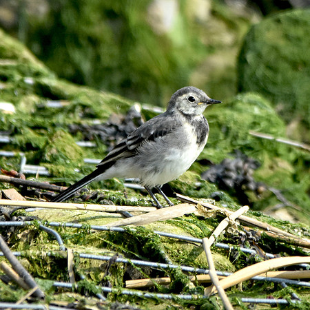 Pied wagtail, juvenile