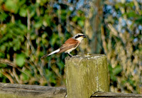 Red backed shrike