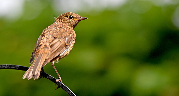 Robin juvenile