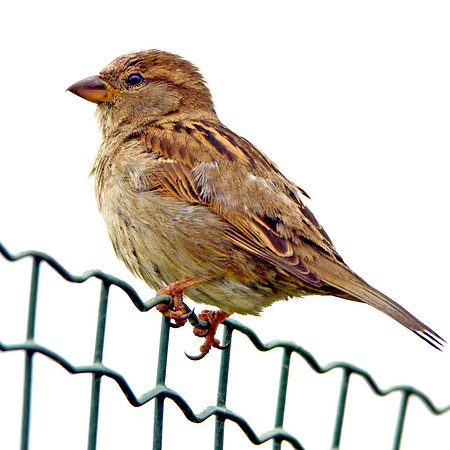 Corn bunting