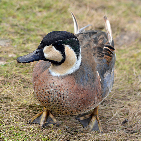 Baikal teal