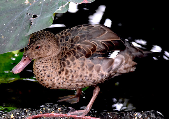 Madagascar teal
