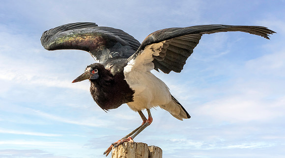 Abdim's stork