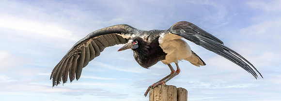 Abdim's stork