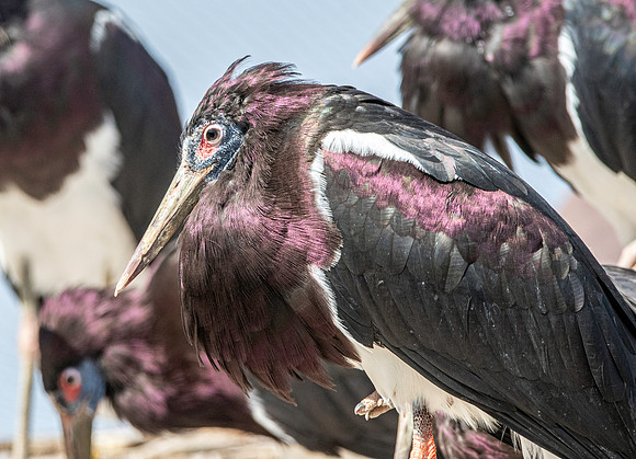 Abdim's stork