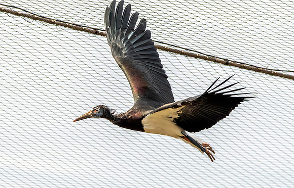 Abdim's stork