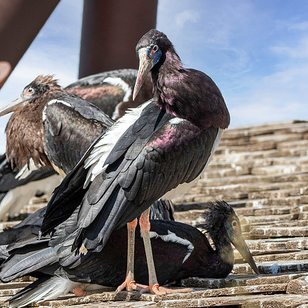 Abdim's stork