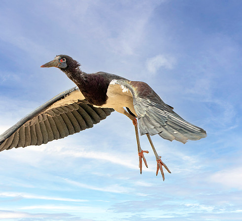 Abdim's stork