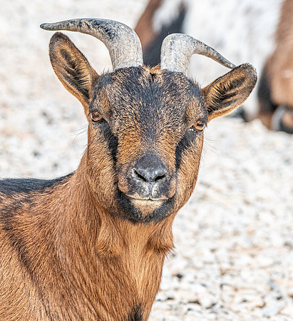 African pygmy goat