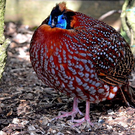 Temminck's Tragopan