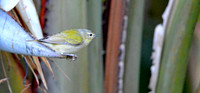 Tennessee warbler