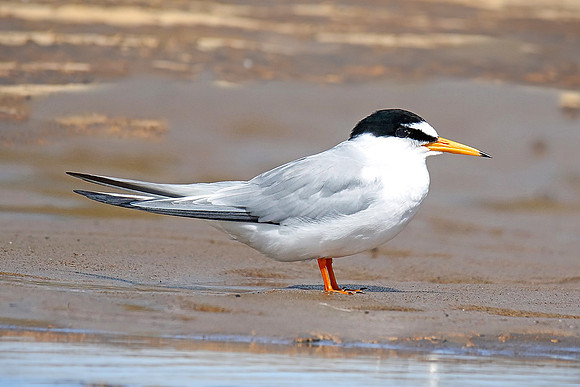 Little tern
