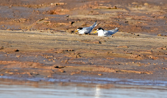 Little tern