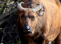 African red buffalo