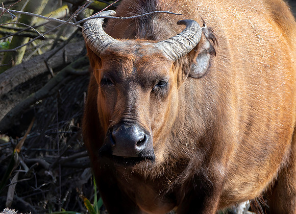 African red buffalo