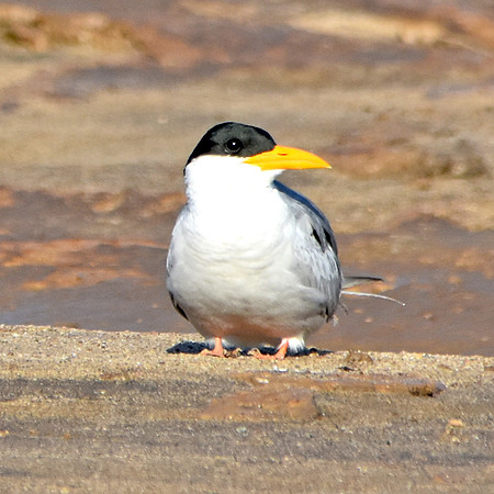 River tern