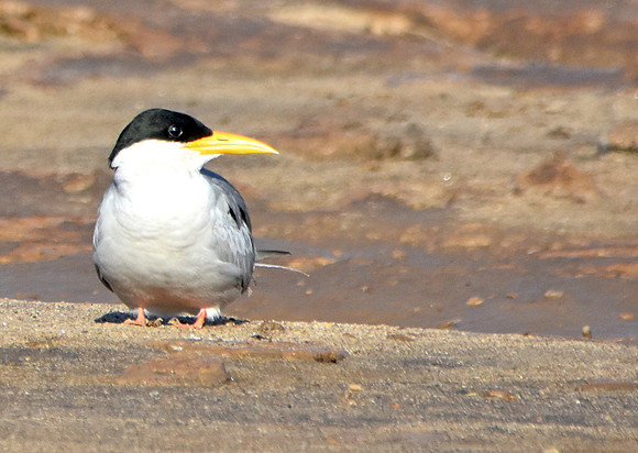 River tern