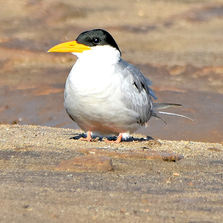 River tern