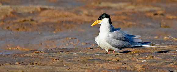 River tern