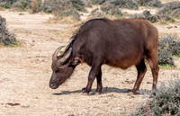African red buffalo