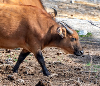 African red buffalo