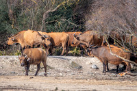 African red buffalo