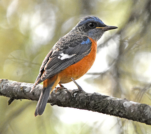 Blue capped rock thrush