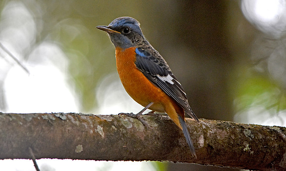 Blue capped rock thrush