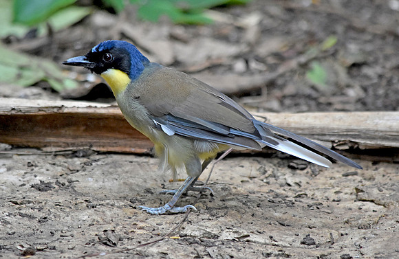 Blue crowned laughing thrush