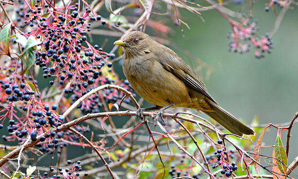 Clay coloured thrush / robin