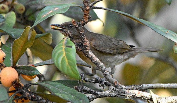 Black billed thrush