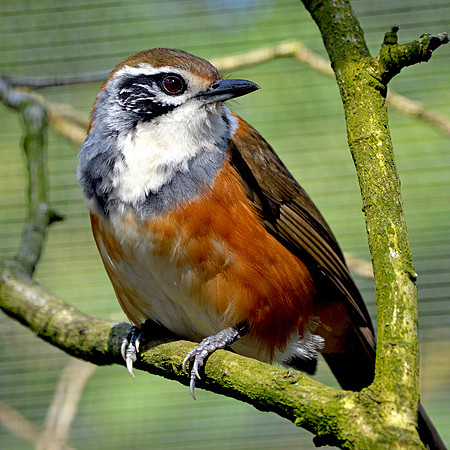 Greater necklaced laughing thrush