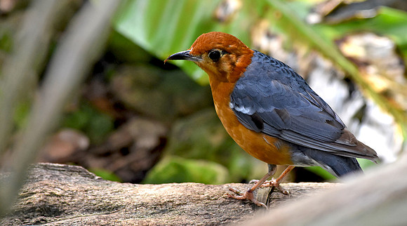 Orange headed ground thrush