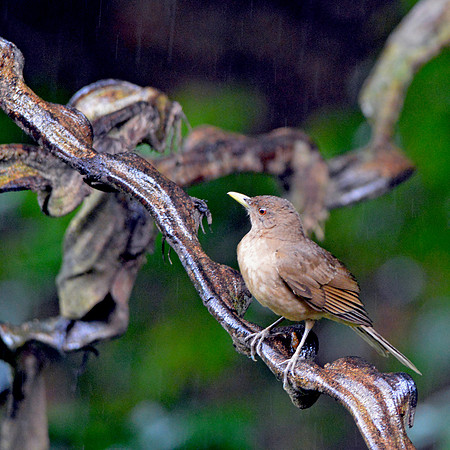 Ruddy capped nighingale thrush