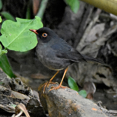 Slaty backed nighingale thrush