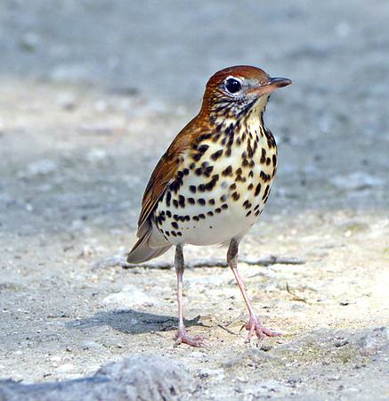 Wood thrush