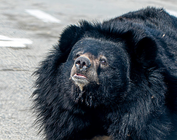 Asiatic Black Bear