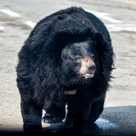 Asiatic Black Bear