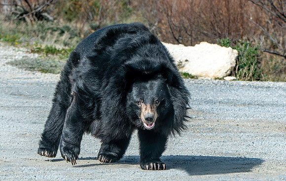 Asiatic Black Bear