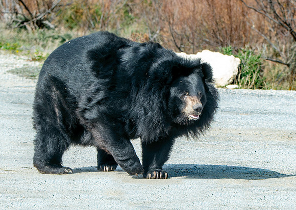 Asiatic Black Bear