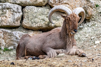 Barbary sheep / aoudad