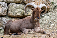 Barbary sheep / aoudad