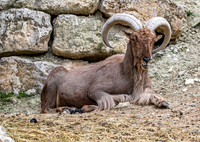 Barbary sheep / aoudad