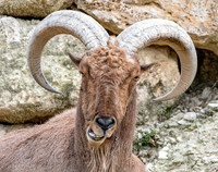 Barbary sheep / aoudad